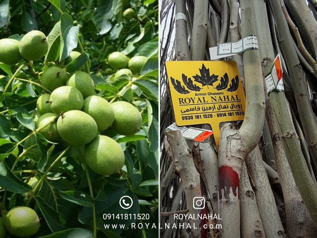 با کاشت نهال گردو فرنور دیرگل و مقاوم به سرما از نهالستان رویال نهال، سرمایه گذاری پایداری را تجربه کنید‌!