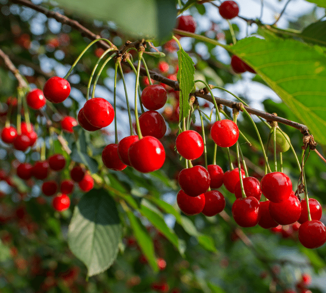 کاشت نهال گیلاس اصلاح شده