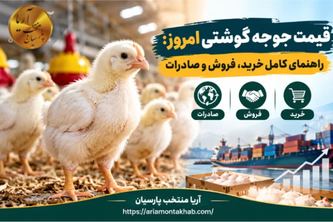 قیمت جوجه گوشتی امروز: راهنمای کامل خرید، فروش و صادرات